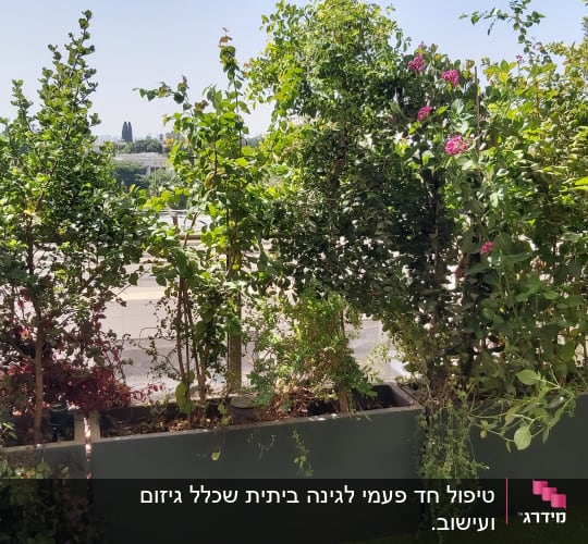 עציצים עם שיחים ירוקים ופרחים ורודים במרפסת
